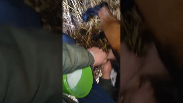 УТРЕННИЕ ДОЕНИЕ ЧЕШСКИХ, ЗАНЕНСКАЯ КОЗОЧЕК❤