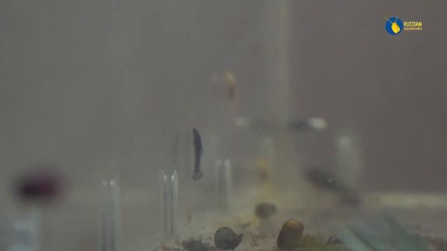 Чо на разводне или добро пожаловать домой смотреть онлайн
