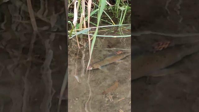 рыба в горной реке. Алтай смотреть онлайн