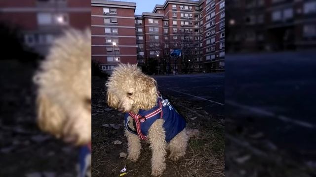 Миниатюрный пудель. Плюсы и минусы, Цена, Как выбрать, Факты, Уход, История смотреть онлайн