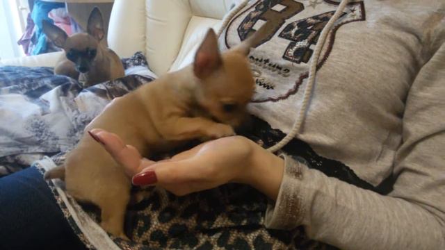 Мистер Пибади. Мини той. 1,5 мес. Омск смотреть онлайн