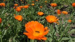 Календула лекарственные свойства. Польза и вред для организма человека | VolkoFF_video