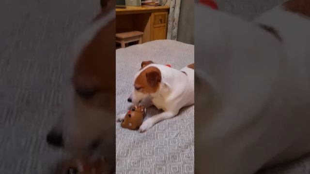 Белла получила подарки на Новый год? смотреть онлайн