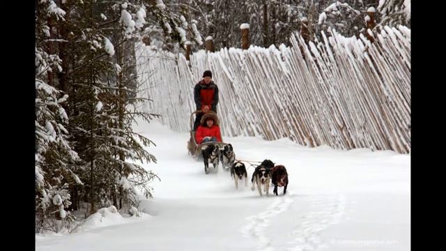Хаски, красивейшие собаки.