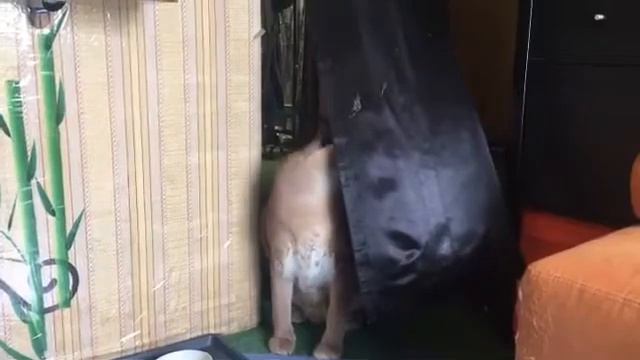 Гоша Кар смотреть онлайн