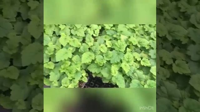 Меристемные саженцы малины и ежевики смотреть онлайн