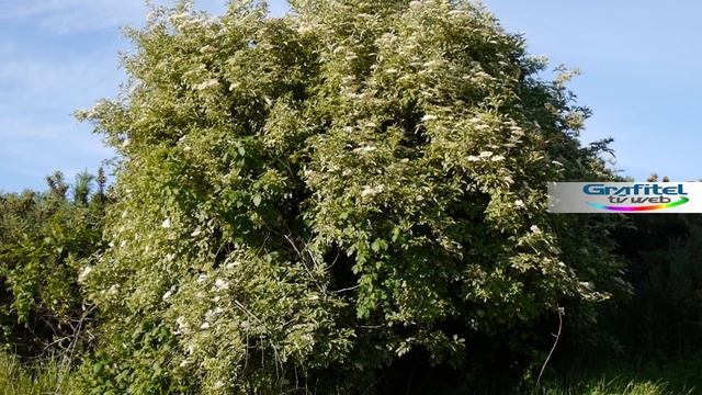 Sauco Sambucus nigra смотреть онлайн