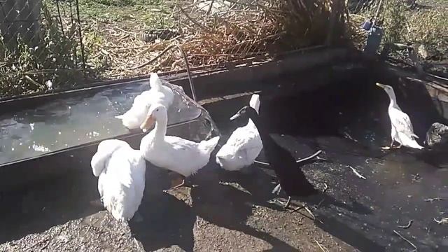 Меняем воду в бассейне у уток, показываю устройство бассейна. смотреть онлайн