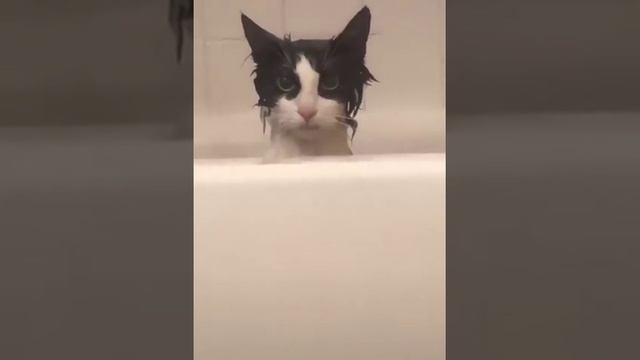 Вся Ночь в Переди?, #юмор, #прикол, #funny, #funnyanimals