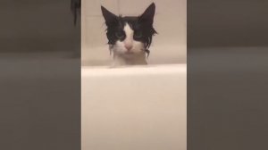 Вся Ночь в Переди?, #юмор, #прикол, #funny, #funnyanimals