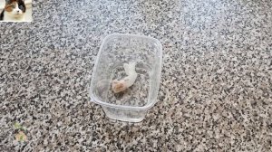 Замачивание Семян Томатов в Фитоспорине. Обработка Семян Перед Посадкой