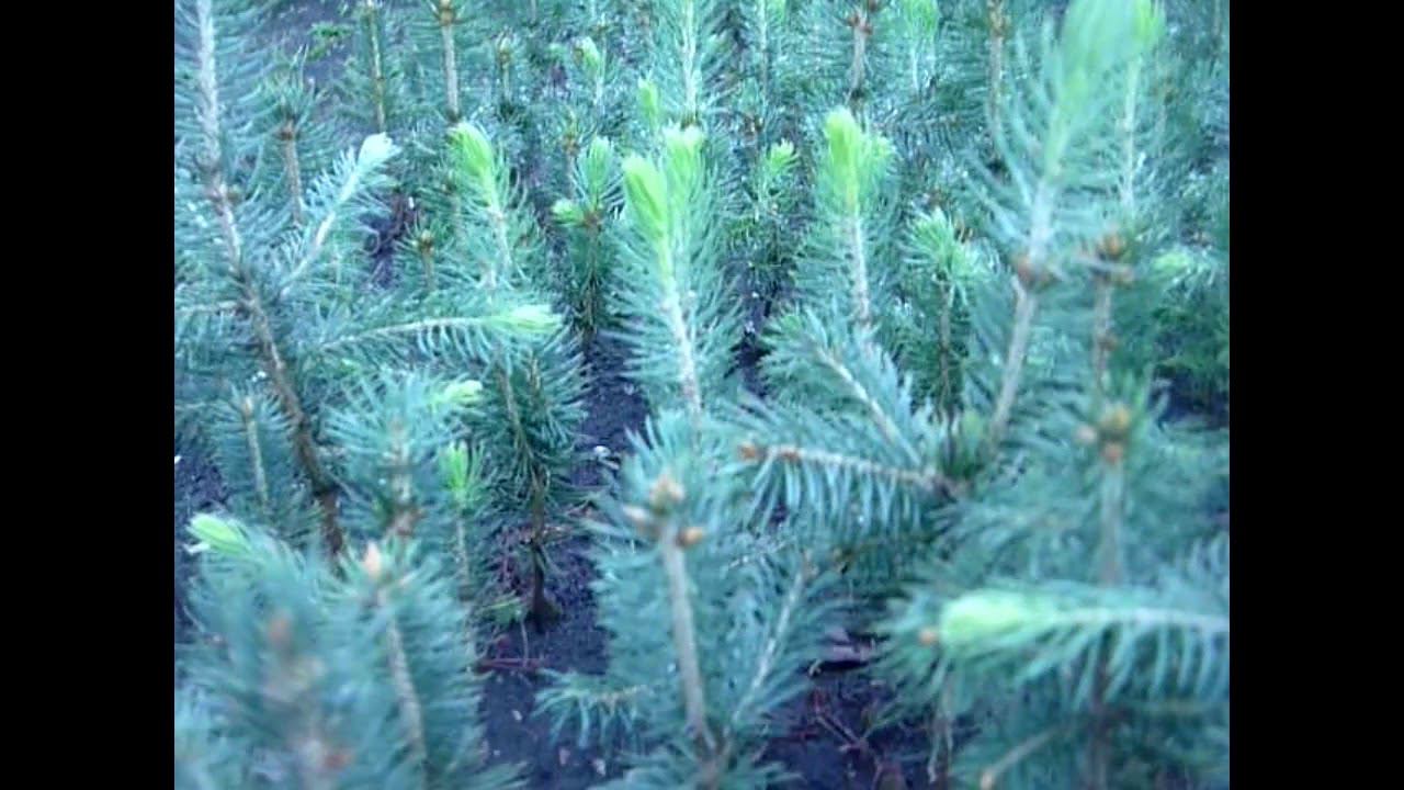 Как растёт голубая ель 3-х летка. Хвойные растения почтой смотреть онлайн