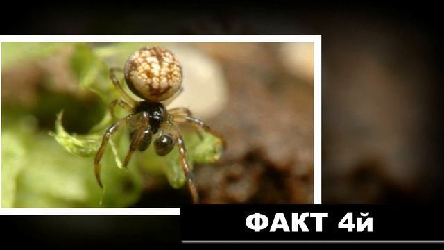 7 интересных фактов. В арктическом круге существует растение, которое называется сало-трава, и.... смотреть онлайн