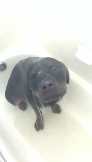 Мой ротвейлер любит принимать душ смотреть онлайн