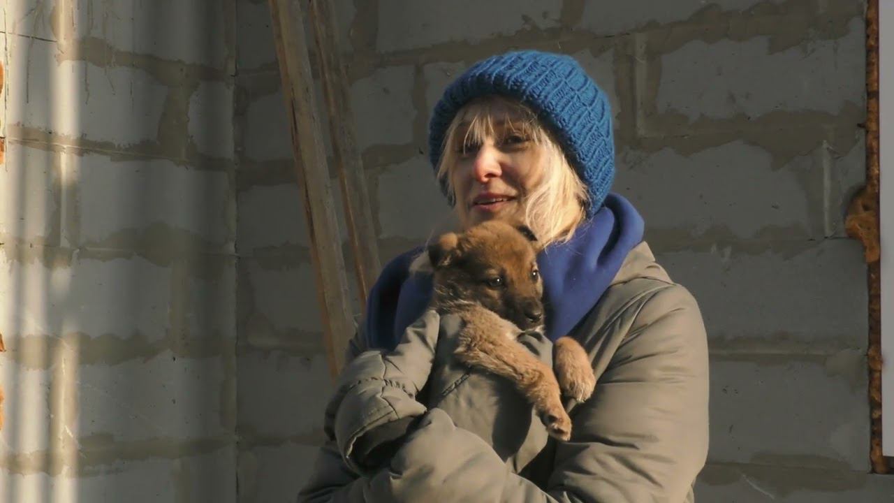 КомуЗа 6. Старшее поколение. Собаки смотреть онлайн