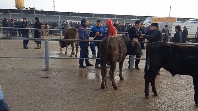 молбозори эшбек сатор