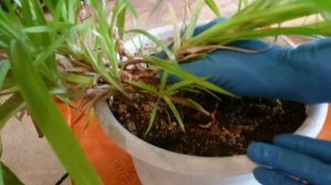 Размножение Пандануса. Часть 1-я.