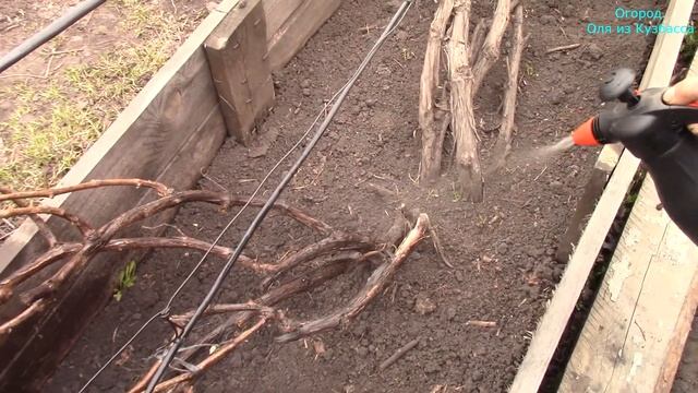 Обработка и укрытие винограда от весенних заморозков . Железный купорос. смотреть онлайн