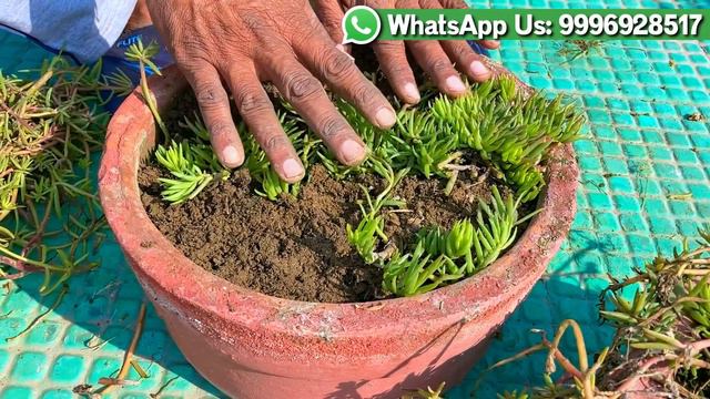 पोर्टुलाका में ये एक बार डालें और पायें हज़ारों फूल/How to grow Moss Rose/Portulaca/9 O'Clock Flowe смотреть онлайн