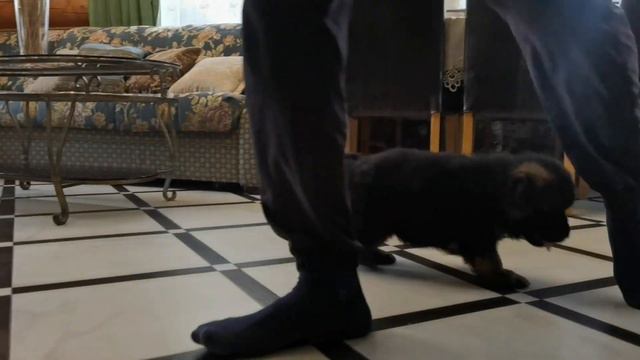 Длинношерстный кобель немецкой овчарки 40 дней на видео. смотреть онлайн