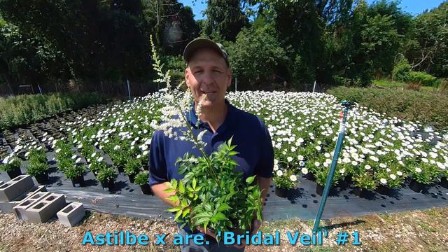 Plants ready to ship the week of 7 25 22 смотреть онлайн