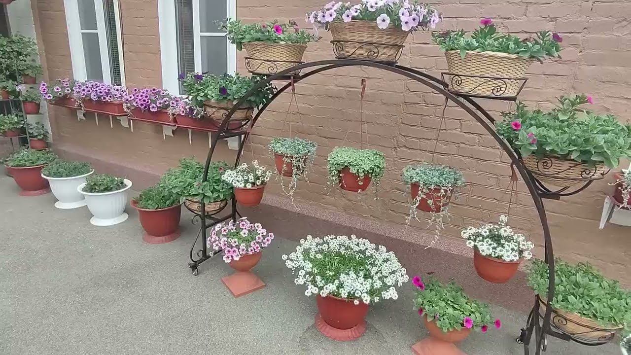 Как вырастить гигантский цветущий шар у Алиссума сноу принцесс .Последняя стрижка для пышного куста. смотреть онлайн