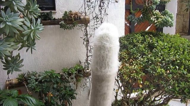 #Suculentadodia! | Cephalocereus Senilis ou cabeça de velho смотреть онлайн