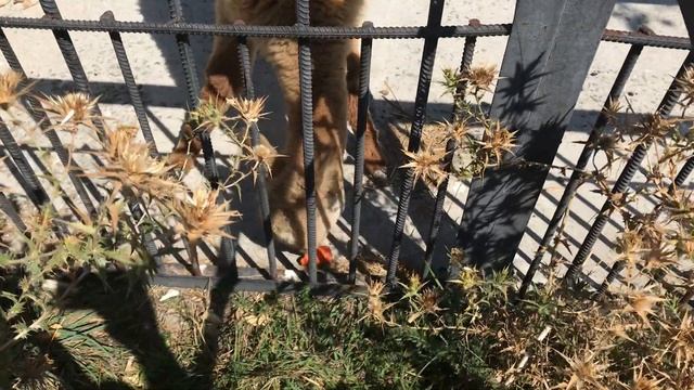 Милые альпаки смотреть онлайн