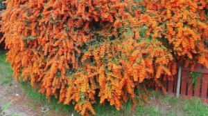 Красивый кустарник. ПИРАКАНТА. Необычное растение в наш сад. Моя мечта сбылась )))