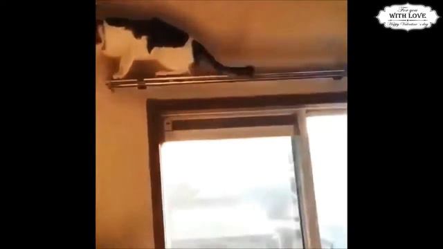 приколы с животными (и людЬми тоже)) смотреть онлайн