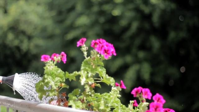 FLOWERS CAN DANCE!!! Amazing nature/ Beautiful blooming flower time lapse video and Beautiful envir смотреть онлайн