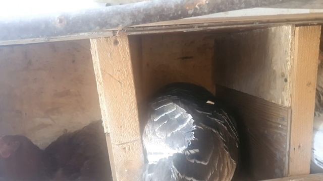 Индюшка сидит на куриных яйцах уже три месяца смотреть онлайн