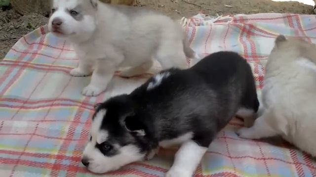 20140905 135110 смотреть онлайн