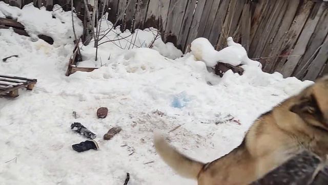 Акита ищет дом! смотреть онлайн