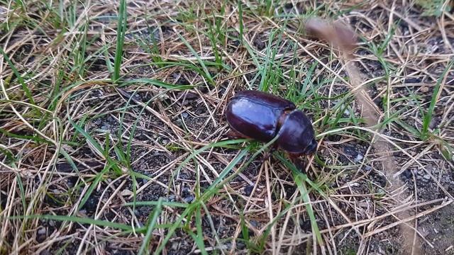 Горный Алтай. Лето смотреть онлайн