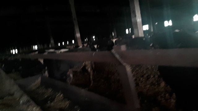 Вес от 150 кг. Беспривязное содержание! +79656176005 WhatsApp пишите. смотреть онлайн