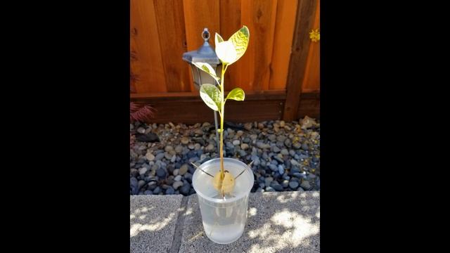 The Avocado Fruit Tree (Persea Americana) смотреть онлайн