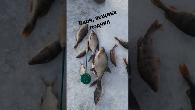 #окунь #лещ #плотва #густера #рыбалка #рыбалканеподетски смотреть онлайн