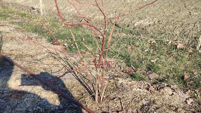 Как правильно обрезать голубику, что бы ягода была крупная и сладкая. Часть 1 (2023). смотреть онлайн