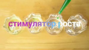 АЛОКАЗИЯ Как Укоренить листья /простой совет по укоренению