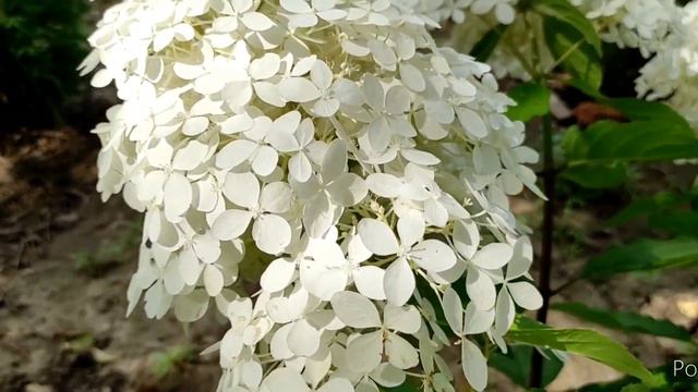 Мої квітучі гортензії на початку серпня /03.08.2022 смотреть онлайн