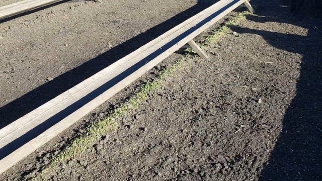 Эдильбаевские матки, месяц до окота! смотреть онлайн