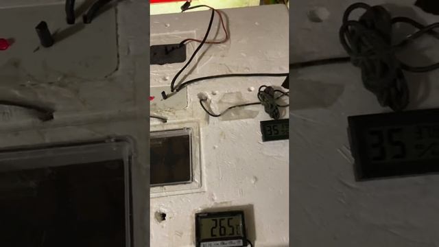 Инкубатор куриные яйца смотреть онлайн