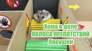 Уникальный эксперимент: Хома и его друзья против лабиринта с ловушками!