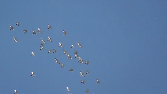 Голуби ушли в точки и покрылись!Высоколетные голуби-полет 01.09.2021 смотреть онлайн