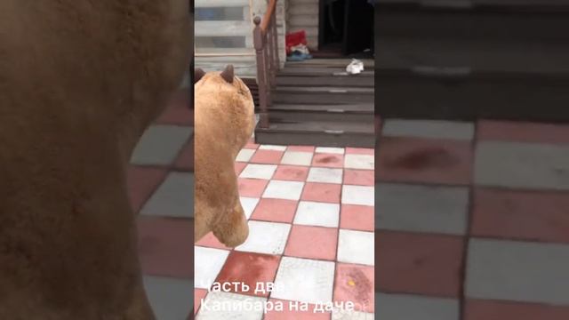 Капибара на даче 2 часть :) смотреть онлайн