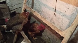 как подсадить цыплят к наседке // можно ли подсадить к квочке цыплят разного возраста