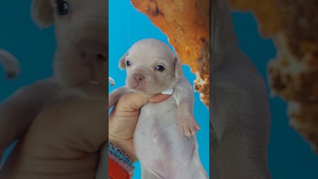 Дареджан Сорбонна Кастропуло чихуахуа питомник 19 дней смотреть онлайн