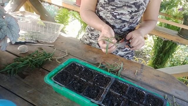 ПОНЕСЛО ТАК ПОНЕСЛО ? И СНОВА ГИПСОФИЛА. ? смотреть онлайн
