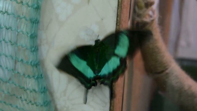 Бабочка Парусник Палинур/Papilio palinurus. Самые красивые бабочки мира смотреть онлайн
